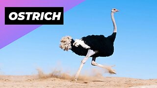 Ostrich 🦃 One Of The Tallest Animals In The World #shorts