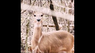 Deer in the woods