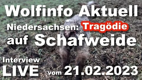 Wolfinfo Aktuell LIVE Interview ( Niedersachsen: Tragödie auf Schafweide)