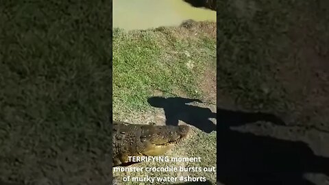 TERRIFYING moment monster crocodile bursts out of murky water #shorts