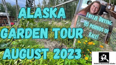 August garden freeze drying all the greens! Alaska Gardening all the way into August! #alaska