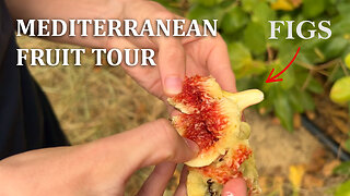 Mediterranean Fruit Tour On CRETE ISLAND (so much food growing!)
