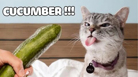 Funny Cats Scared Of Cucumber | CATS REACTION | FUNNY CATS VIDEO