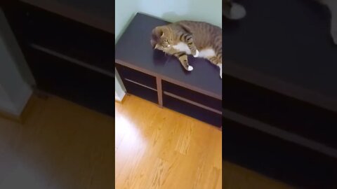 Cat Plays