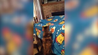 Cat VS Blanket Fort