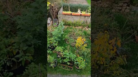 Part of my garden today, 16 October 2022 #shorts