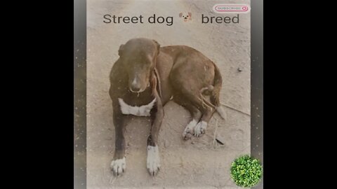 Road 🐕 dog sitting next to the street breed identify, #shorts, #dog, #cute,#animal, #viral,#trend