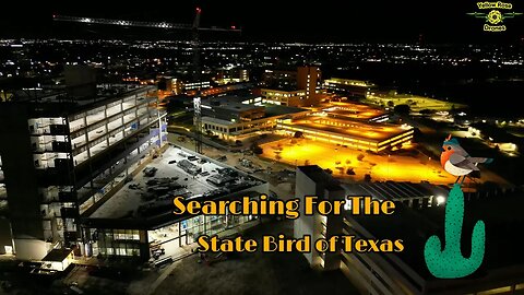 Searching For The State Bird Of Texas At Night @ Medical Center San Antonio TX #uthealth #nighttime