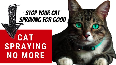 CAT SPRAYING NO MORE - ELIMINATE BAD BEHAVIOR EASY TIPS