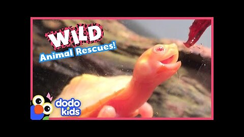 Heroes Saving Wild Animals