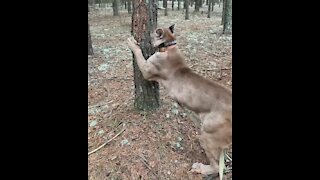 Pet puma on a leash goes for a walk in the wood