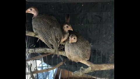 Guinea fowl keets perch - preparing for life in the trees