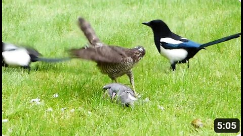 Sparrowhawk’s Triumph and Magpie Intrigue by two Magpies,viral