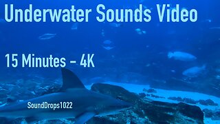 Clear Your Mind With 15 Minutes Of Underwater Sounds Video