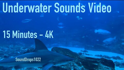 Clear Your Mind With 15 Minutes Of Underwater Sounds Video