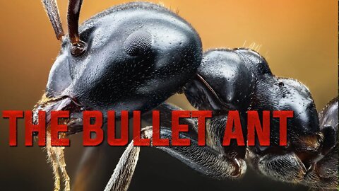 AMAZING FACTS ABOUT ANTS | COLONY OF ANTS | ANTS BRIDGE | BLOCKCHAIN THINKING | THE BULLET ANT