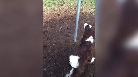Talented Dog Plays Tetherball
