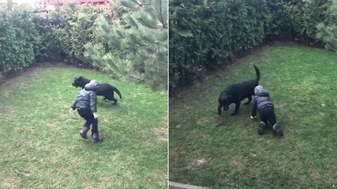 the dog goes crazy for a walk with the child