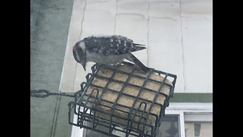 Three toed woodpecker at feeder