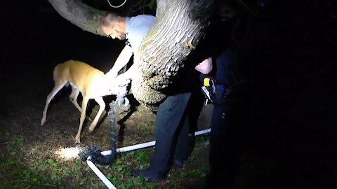 Police and Wildlife Officials Rescue Baby Deer From Net