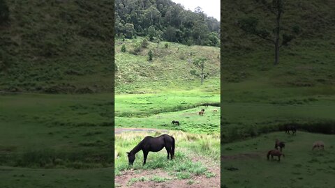 Arthur the Rescue Horse and Penny graze on the hillside