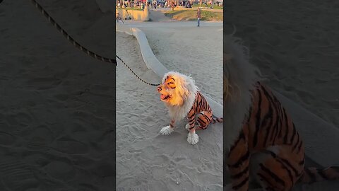 Dog posing as Tiger, insane dog owners