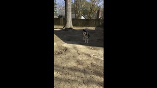 Malamute Vs American Akita