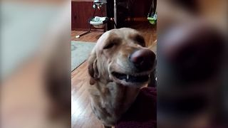 "Dog, Named Bella, Just Love to Smile No Matter What!"