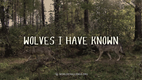 Wolves I Have Known - Carter Conlon -July 13, 1994