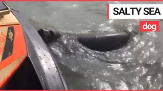 Friendly seal was caught on camera getting up close and personal with jet skiers