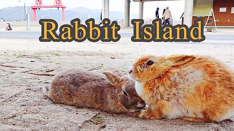 The Cutest Place in Japan: Rabbit Island (Okunoshima) // Japan Travel Guide
