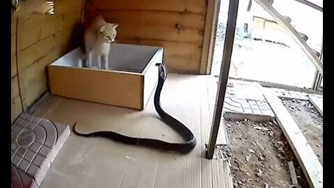 Cat and snake fight