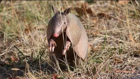 Legesyg armadillo vil ikke lade sin ven være i fred!