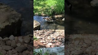 Goose Drinking Water in Stream