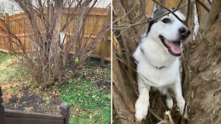 Husky Chases Squirrel Up A Tree, Ends Up Getting Stuck