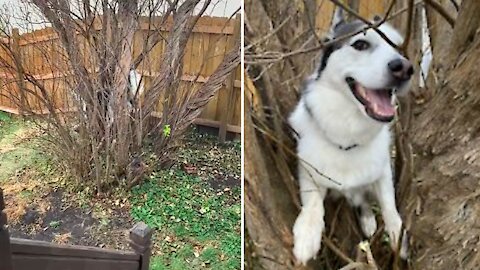 Husky Chases Squirrel Up A Tree, Ends Up Getting Stuck