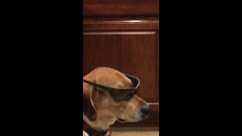 Dog wearing sunglasses