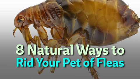 8 Natural Ways to Rid Your Pet of Fleas