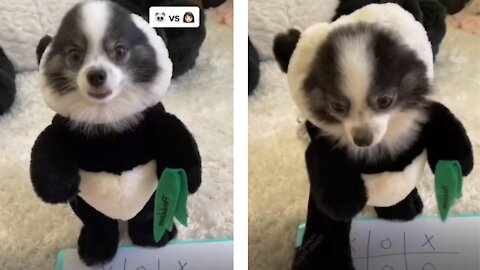 🐶 Cute Puppy Dressed as a Panda Plays Tic-Tac-Toe 🐶