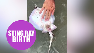 Beach goers capture moment stingray gives birth on beach