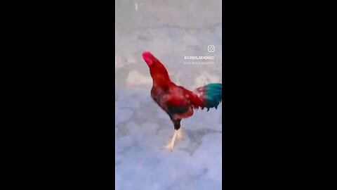 bird's video
