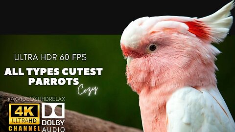 Soft Piano Jazz Music All Types Cute Parrots 4K UHD RELAX - the cutest birds #12k #birds #wildlife
