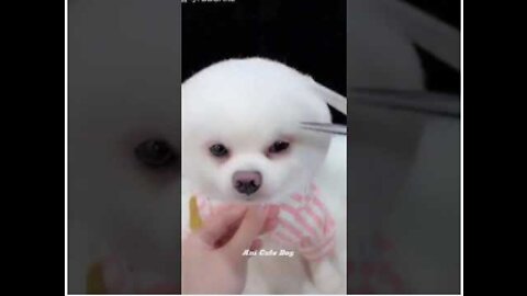 Cute dogs funny video
