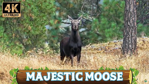 Moose of the Northwest [4K Ultra HD]