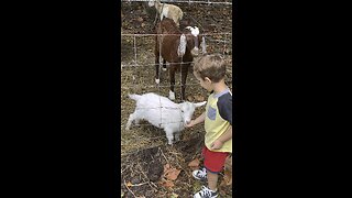 Feeding The Baby Goat 🐐 #goat #baby #farm #homestead