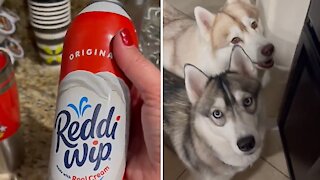 Pack of dogs come running at the sound of whipped cream
