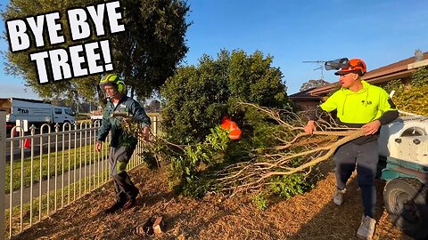 Not Just FREE Lawn Care! FREE Tree Removal! Part 4 Of the Biggest Clean Up Ever