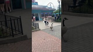 Girl Chases Canadian Goose