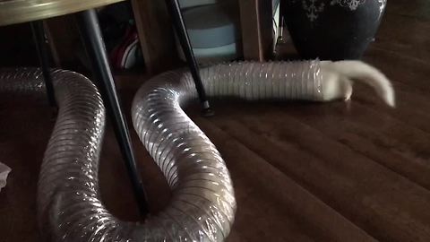 Ferrets lose it over new birthday toy