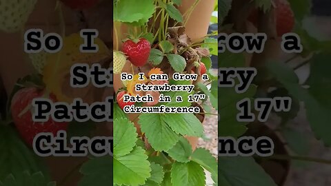 Why I Need a GreenStalk Grow Tower #gardening #garden #urbanhomestead #strawberry #greenstalk